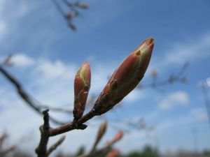 800px-Tree-bud-lexington-ky-park