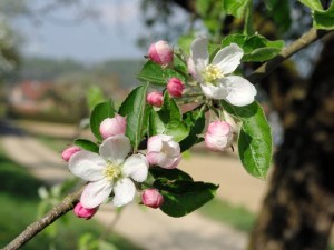 Apple-Tree-Flowers-©-French-Moments