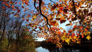 Fall-tree-branch-leaves-along-river_-_Virginia_-_ForestWander-1021x580